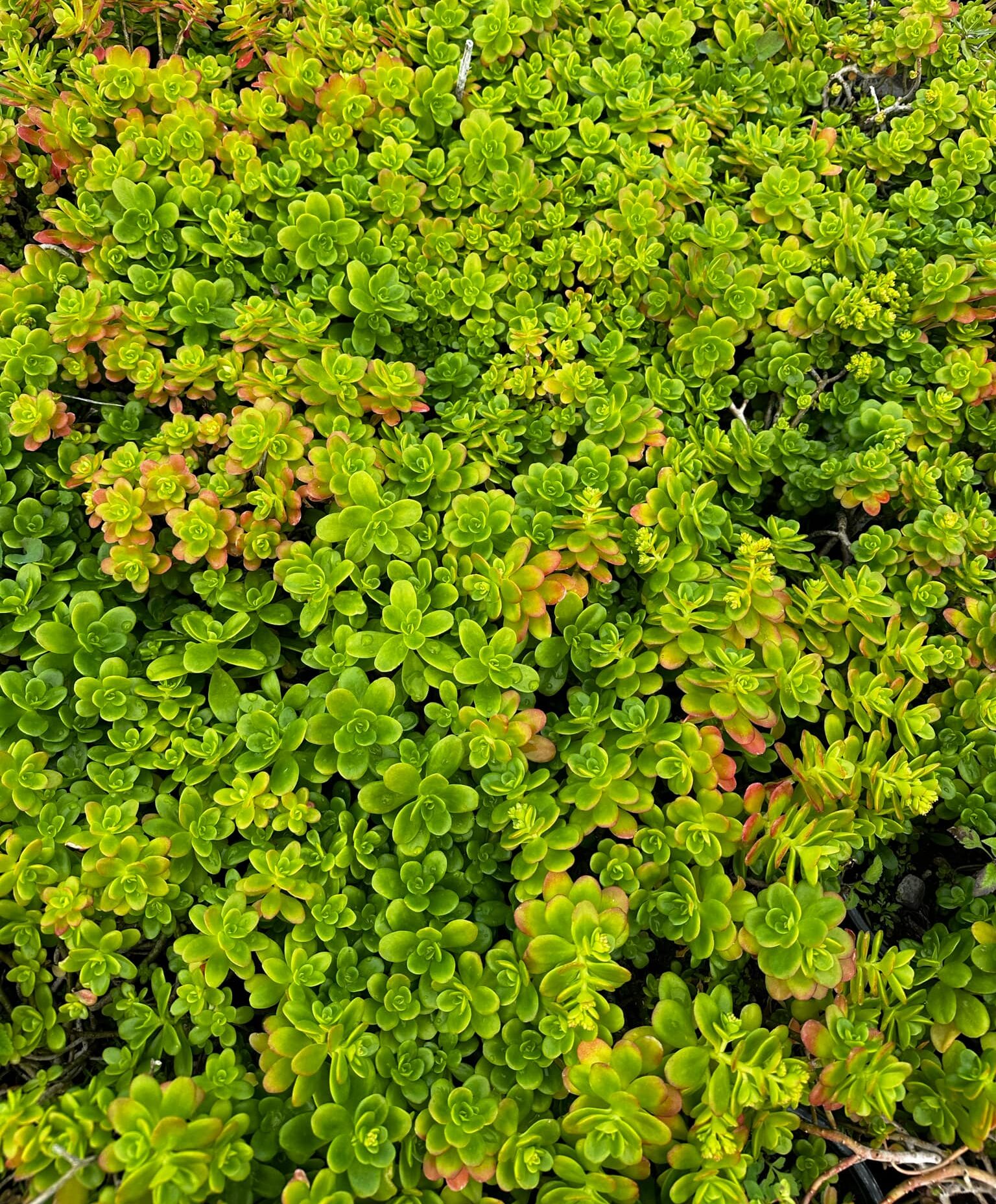 sedum μικρόφυλλο