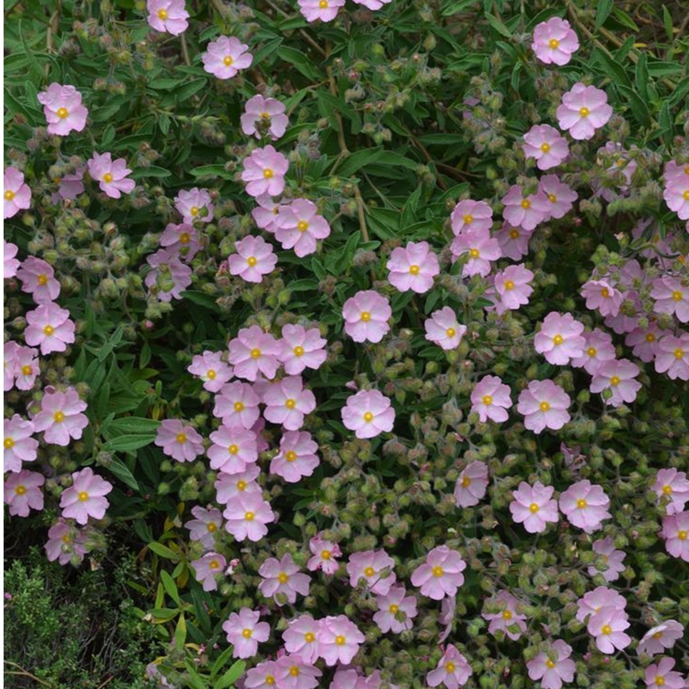 Κίστος - Cistus2