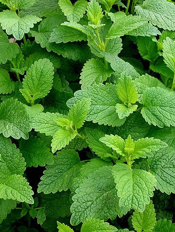Μελλισόχορτο -Melissa officinalis