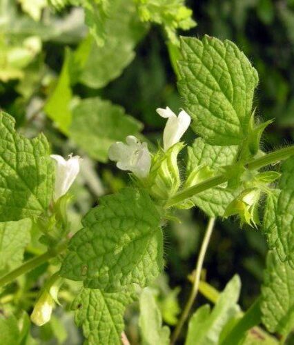 Μελλισόχορτο -Melissa officinalis_