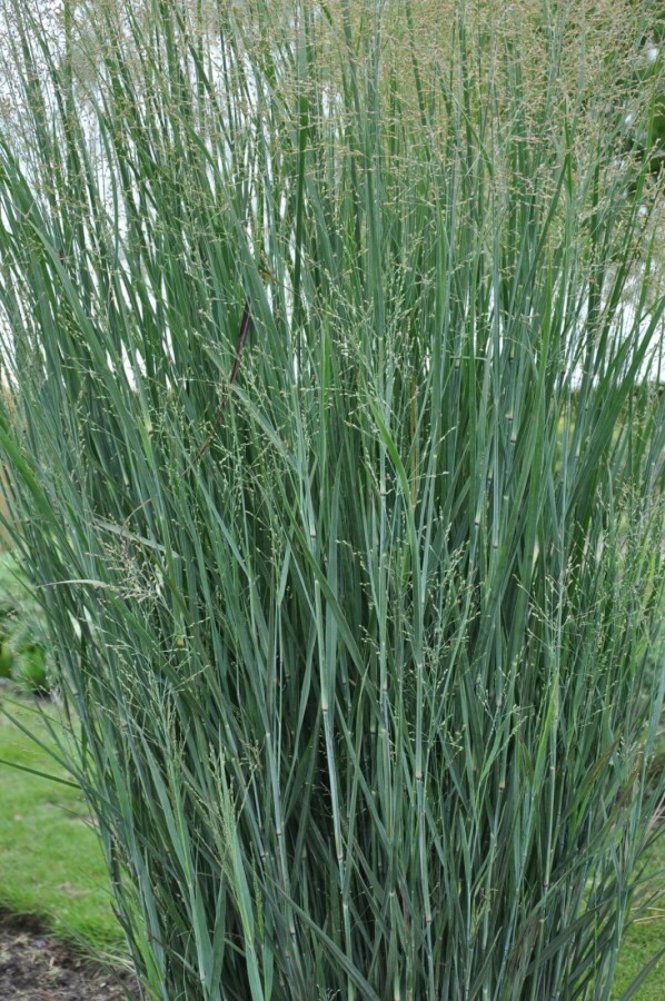 Panicum virgatum Heavy Metal--