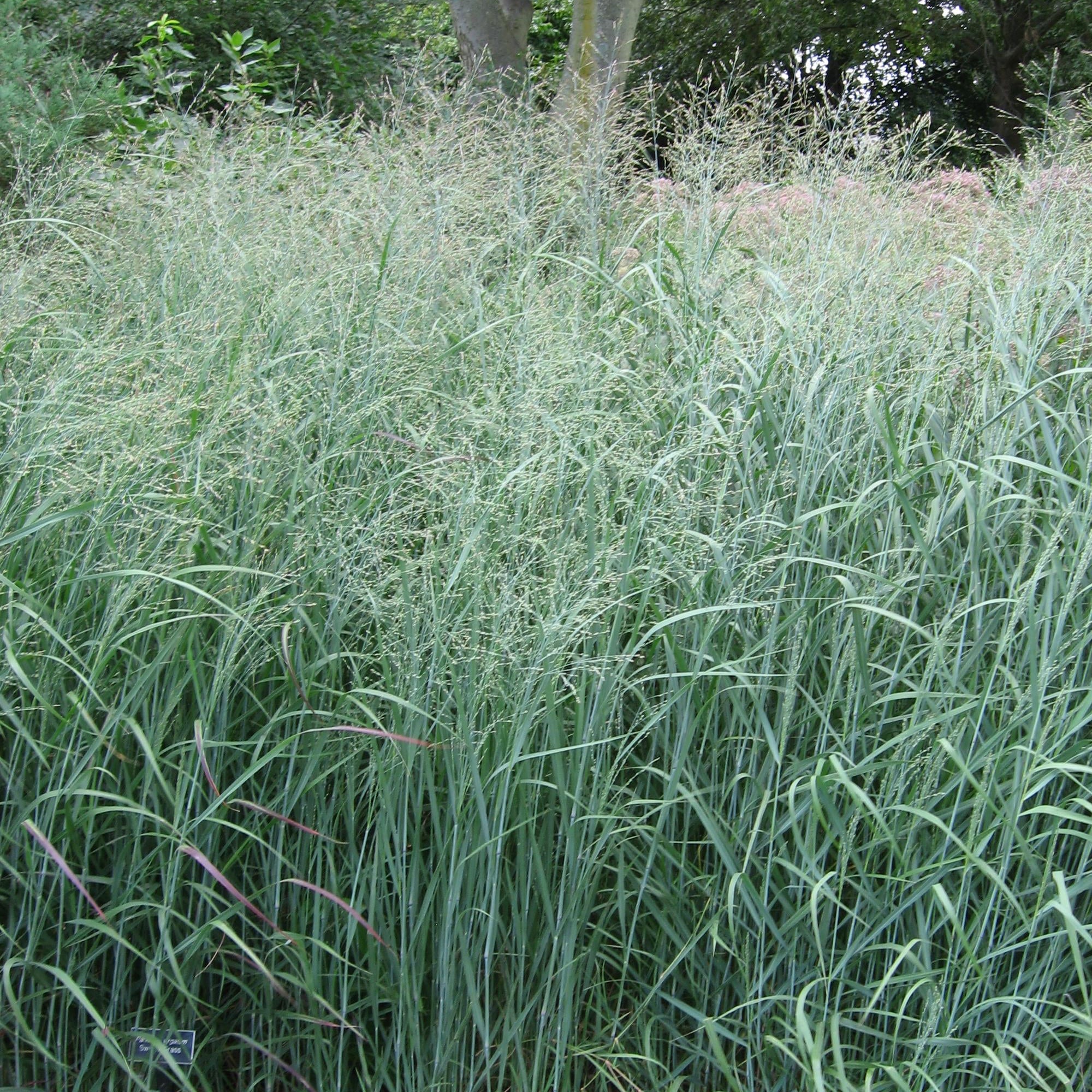 Panicum virgatum Heavy Metal_