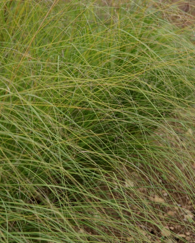 eragrostis-curvula-