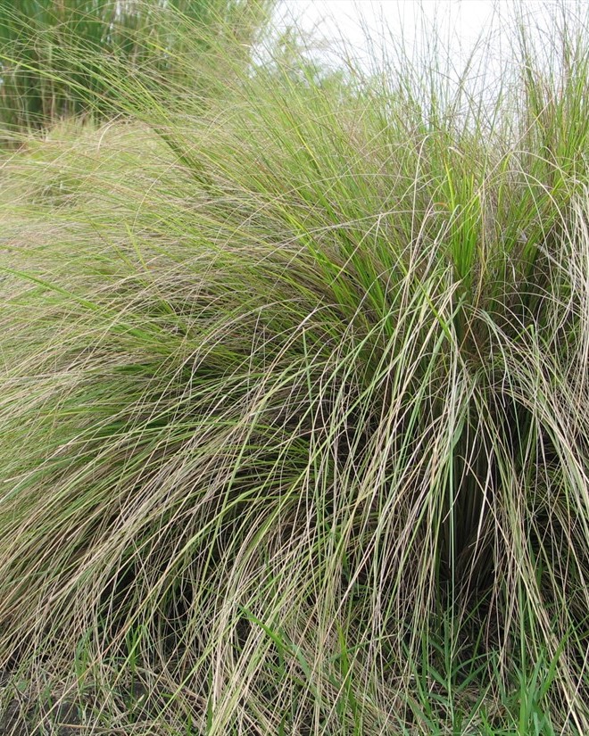 eragrostis-curvula.-