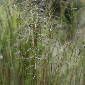 Εράγρωστις - Eragrostis curvula