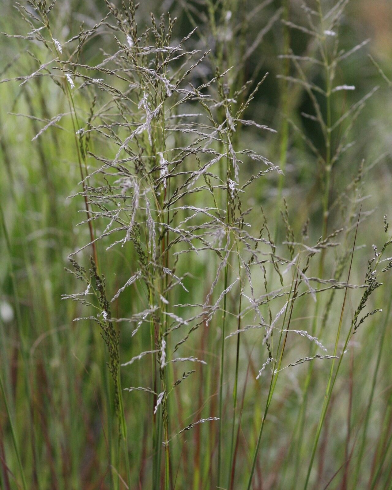 Εράγρωστις - Eragrostis curvulα..